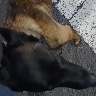  | Raza Pastor Belga Maliniois | Encontrado