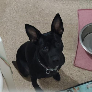 LÚA | Raza Mestiza, cruza de Pug con Bulldog Francés | Perdida