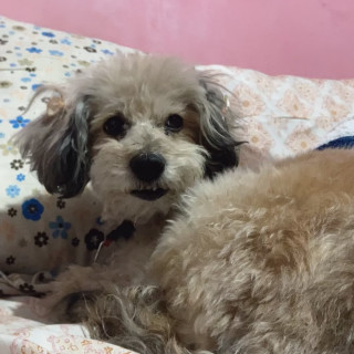 Foto de LAICA