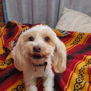 VEZZY (VETZI) | Raza Mestiza, cruza de French Poodle con Maltés (Maltipoo) | Perdida