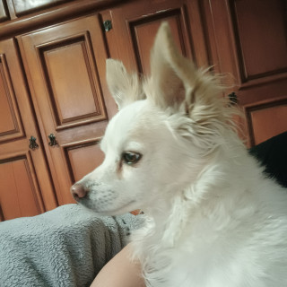 BENITO | Raza Mestizo, cruza de Chihuahua | Perdido