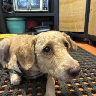  | Raza Mestiza | Encontrada