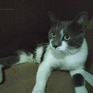 RYU | Raza Doméstico Américano de Pelo Corto | Perdido