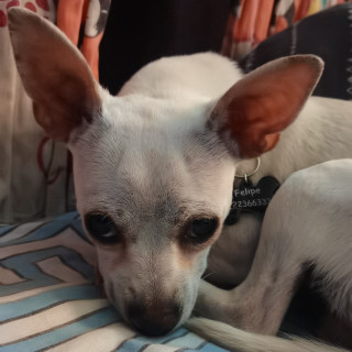 PINKY | Raza Chihuahua | Perdido