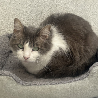 FRUFRÚ | Raza Doméstico Americano de pelo semilargo | Perdida