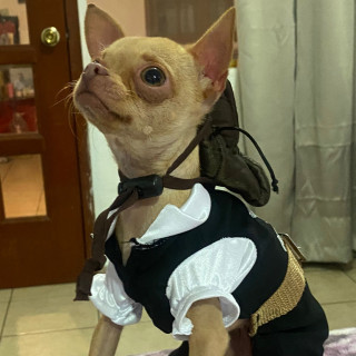 CUKU | Raza Chihuahua | Perdida