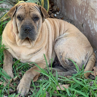 PEPA | Raza Shar-Pei  | Perdida