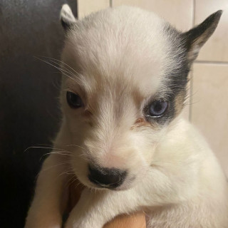 IGGY | Raza Mestiza | En Adopción