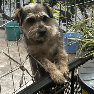 GOKU | Raza Mestizo, cruza de Schnauzer | Perdido