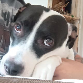 HACHI | Raza Mestiza, cruza de American Pitbull Terrier con A. Staffordshire Terrier | Final Feliz