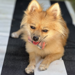 POMPOM | Raza Pomerania | Final Feliz