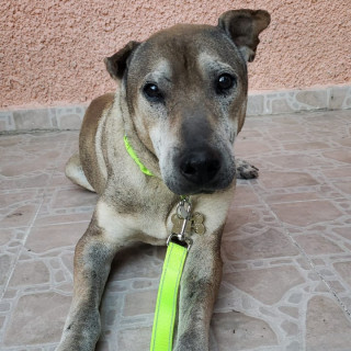 Foto de CANELO