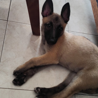 Foto de NALA