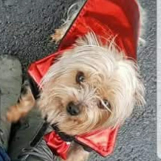 JAGER | Raza Yorkshire Terrier (Yorkie) | Final Feliz