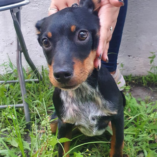  | Raza Mestizo | Encontrado