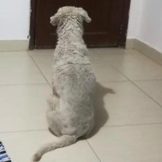 WERA | Raza French Poodle o Caniche | Perdida