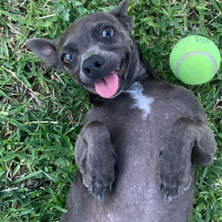 COCO | Raza Chihuahua | Perdida