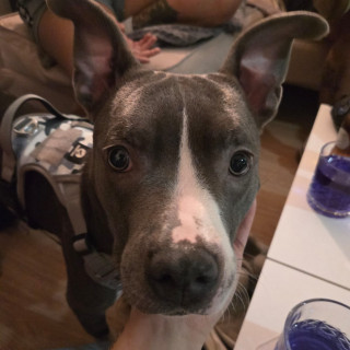  | Raza American Pitbull Terrier | Encontrada