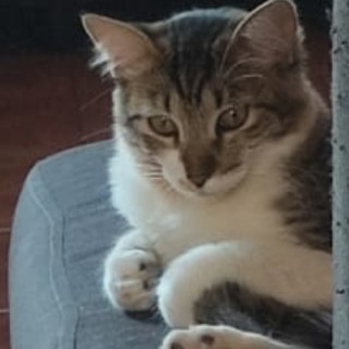 NALA | Raza Doméstico Americano de pelo semilargo | Perdida