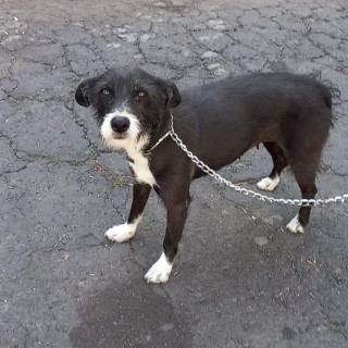 OSITA | Raza Mestiza | Perdida