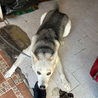 YUNA | Raza Husky Siberiano | Perdida