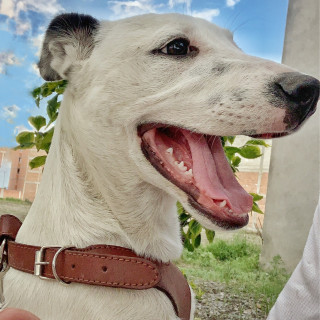 BLANCA | Raza Mestiza | En Adopción