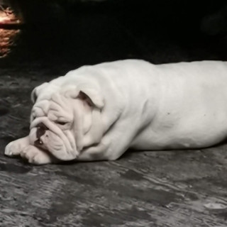 TIFÓN | Raza Bulldog Inglés  | Perdido