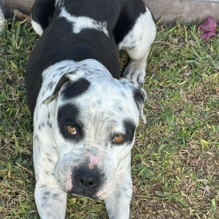 ARYA | Raza American Staffordshire Terrier | Perdida