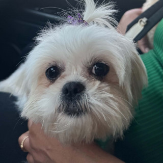LUNA | Raza Shih Tzu  | Final Feliz