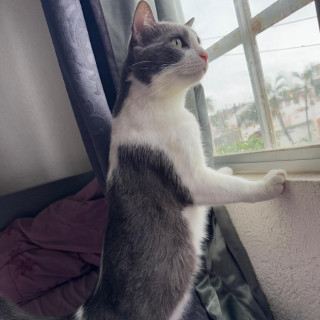 DANTE | Raza Doméstico Américano de Pelo Corto | Perdido