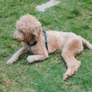 ROCKY | Raza Goldendoodle (mestizo, cruza de Golden Retriever con French Poodle) | Perdido
