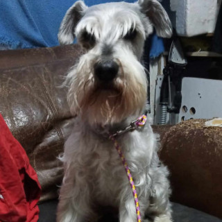  | Raza Schnauzer Miniatura  | Final Feliz