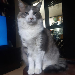 WILLIAM | Raza Doméstico Americano de pelo semilargo | Perdido
