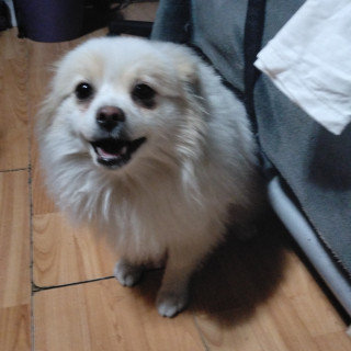 YUKI | Raza Pomerania | Perdida