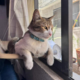 VLADIMIR | Raza Doméstico Américano de Pelo Corto | Final Feliz