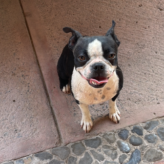 EBISU | Raza Boston Terrier  | Final Feliz