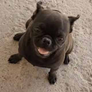DIXIE | Raza Pug o Carlin | Perdida