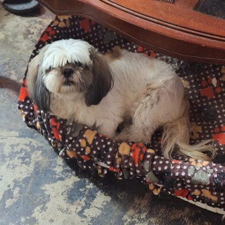 LAYLA | Raza Shih Tzu  | Perdida