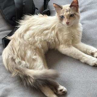 GATO | Raza Balinés punto Calicó | Perdida