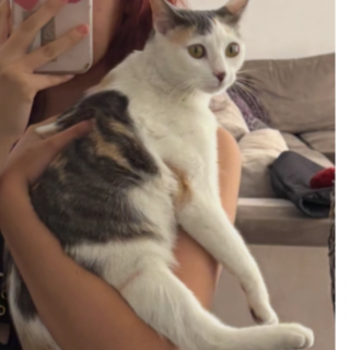 YOLTZIN | Raza Calicó de pelo corto | Perdida