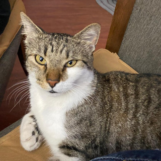 CHIQUI | Raza Doméstico Américano de Pelo Corto | Final Feliz