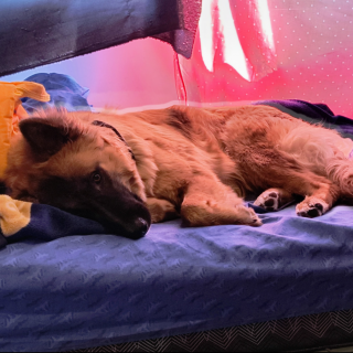 MALIK | Raza Mestizo, cruza de Pastor Belga Malinois | Perdido