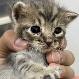 HERMOSA GATITA | Raza Doméstico Américano de Pelo Corto | En Adopción