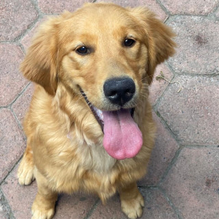 SARA | Raza Golden Retriever  | Perdida