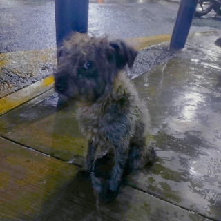 Foto de SE BUSCA