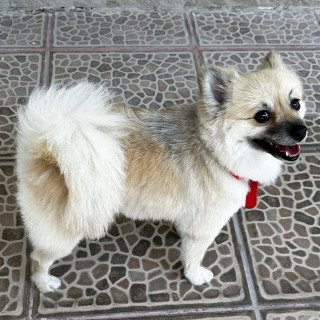 LUKY | Raza Pomerania | Final Feliz