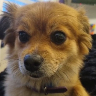 ULANI | Raza Pomerania | Perdida