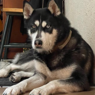IKAL | Raza Husky Siberiano | Perdida