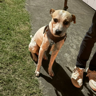  | Raza Mestizo, cruza de American Pitbull Terrier | Encontrado