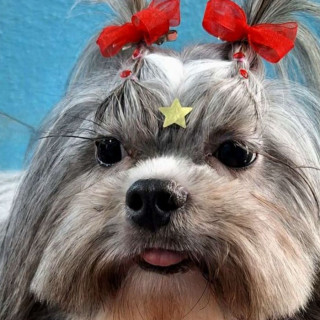 CLOY | Raza Shih Tzu  | Perdida